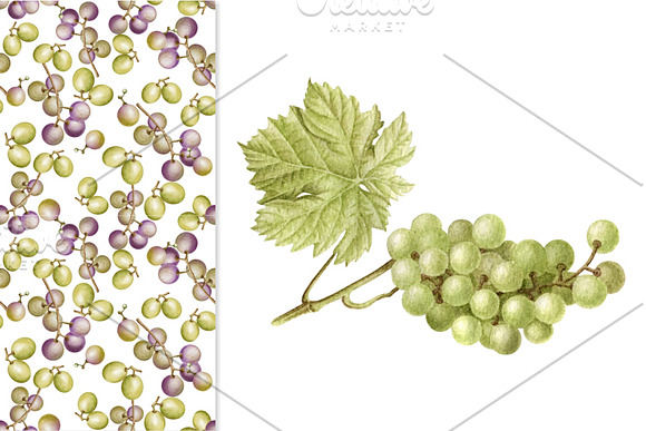 Set of watercolor grapes in Illustrations - product preview 1