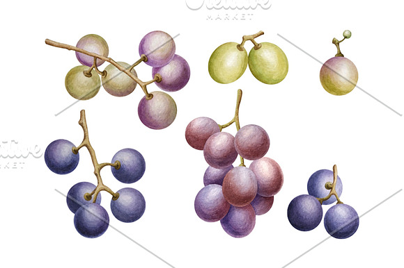 Set of watercolor grapes in Illustrations - product preview 2