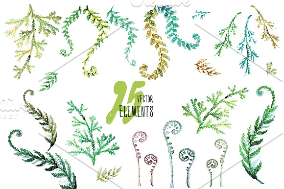 Watercolor Vector Ferns in Illustrations - product preview 1