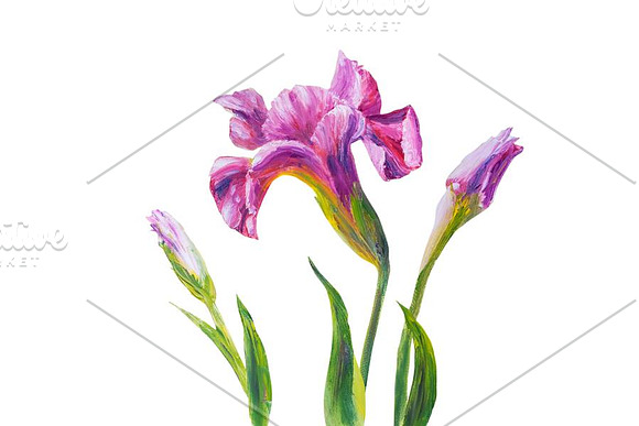 Irises, oil painting on canvas in Illustrations - product preview 2