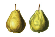 2 Vector Pear Illustrations