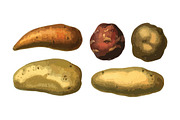 5 Vector Potatoes Illustration Pack