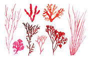 Vector Coral Illustration Pack