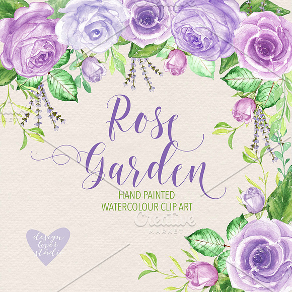 Watercolor purple roses clip arts in Illustrations - product preview 1