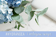 #Hydrangea. 4 Instagram images