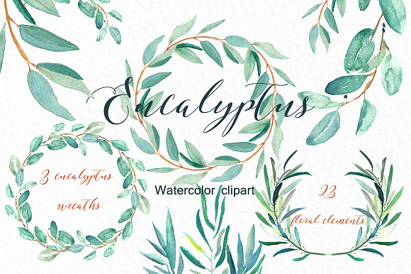 Eucalyptus. Watercolor clipart. in Illustrations - product preview 4