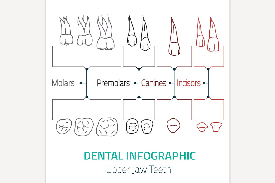 Dental Infographic in Illustrations - product preview 8