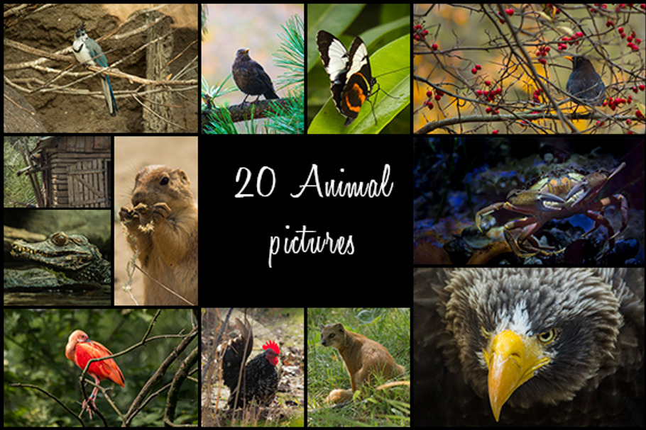 20 Animal Pictures