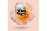 Realistic human skull on rose