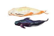 Watercolor whales