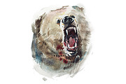 Watercolor drawing of bear