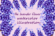 Flowers lavender. Watercolor.