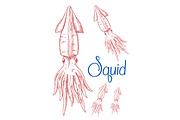 Squid sketches