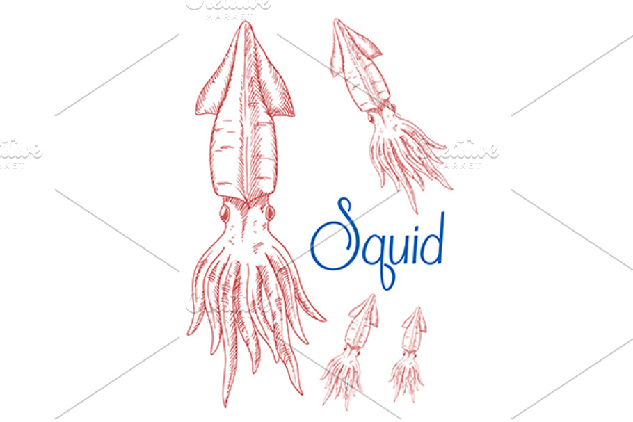 Squid sketches in Graphics - product preview 8