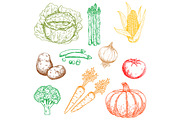 Ripe autumnal vegetables sketches