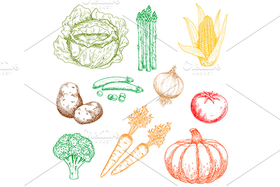 Ripe autumnal vegetables sketches in Graphics - product preview 8