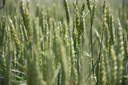 RAW_Virginia Wheat