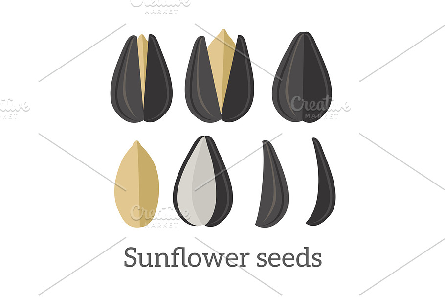Sunflower Seeds in Illustrations - product preview 8