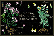 Vintage botanical medical plants