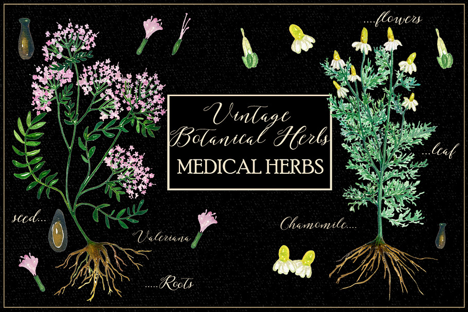 Vintage botanical medical plants in Illustrations - product preview 8