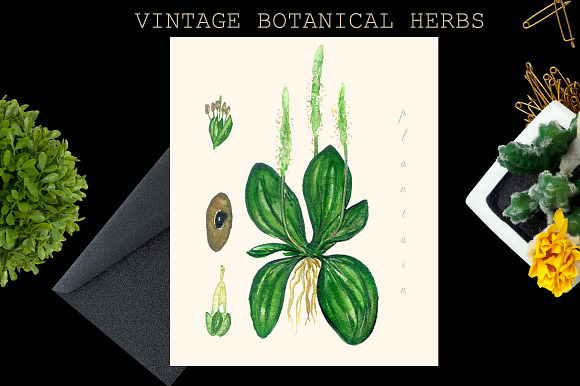 Vintage botanical medical plants in Illustrations - product preview 2