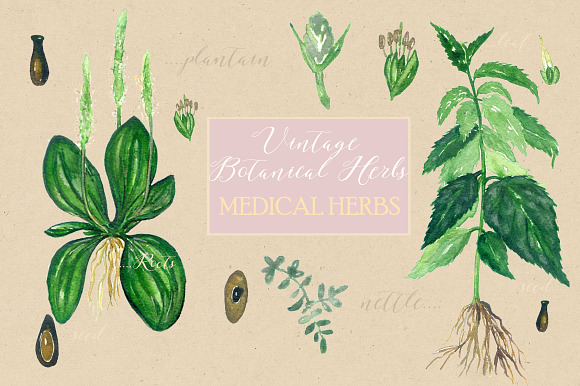 Vintage botanical medical plants in Illustrations - product preview 3