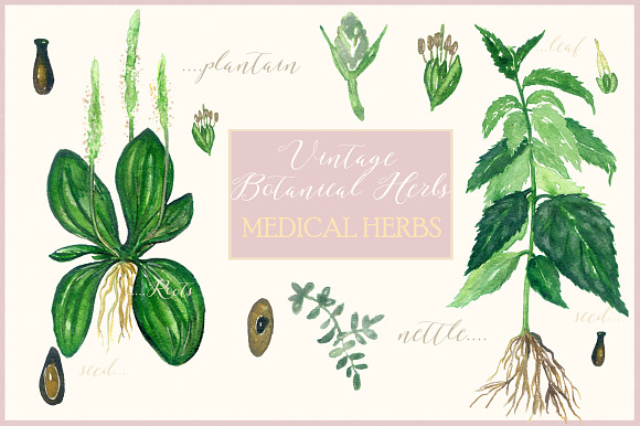 Vintage botanical medical plants in Illustrations - product preview 4