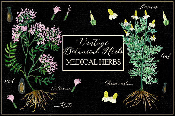 Vintage botanical medical plants in Illustrations - product preview 5