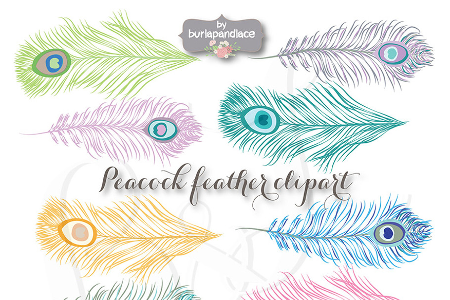 VECTOR Peacock feather clipart in Illustrations - product preview 8