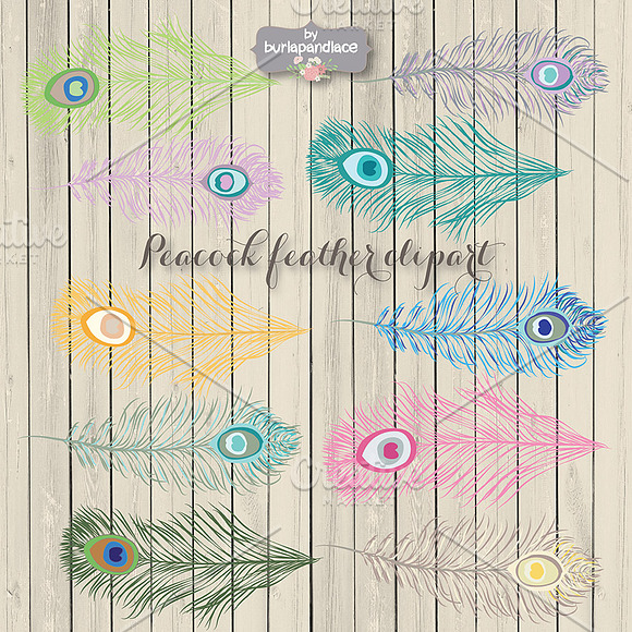 VECTOR Peacock feather clipart in Illustrations - product preview 1