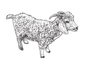 Angora goat-vector