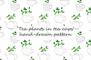 Tea plants in tea cups