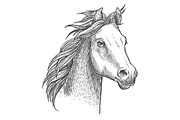 Foal of arabian breed sketch