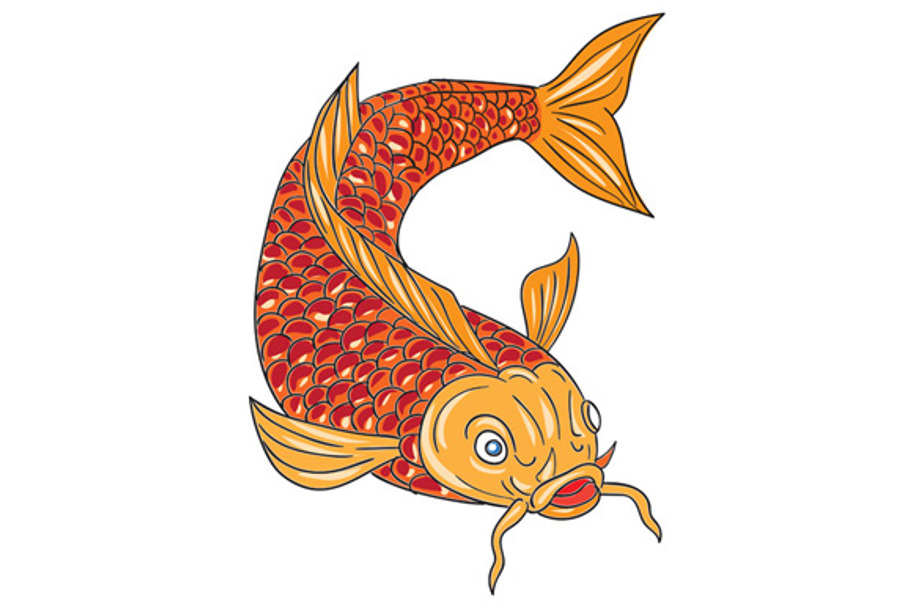 Koi Nishikigoi Carp Fish Swimming  in Illustrations - product preview 8