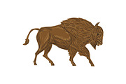 North American Bison Buffalo