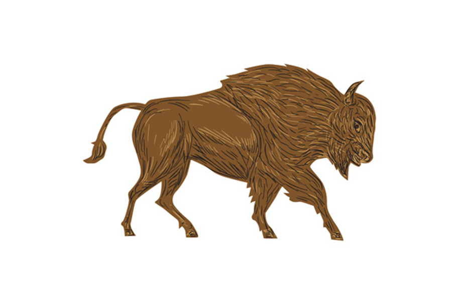 North American Bison Buffalo in Illustrations - product preview 8