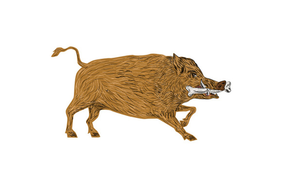 Wild Boar Razorback Bone In Mouth  in Illustrations - product preview 8