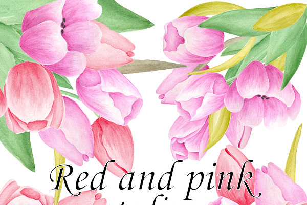 Pink and red watercolor tulips