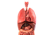 Human internal organs
