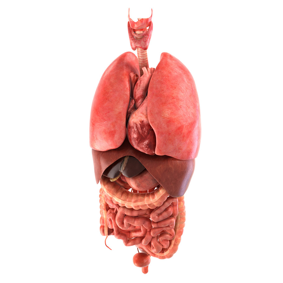 Human internal organs in People - product preview 1