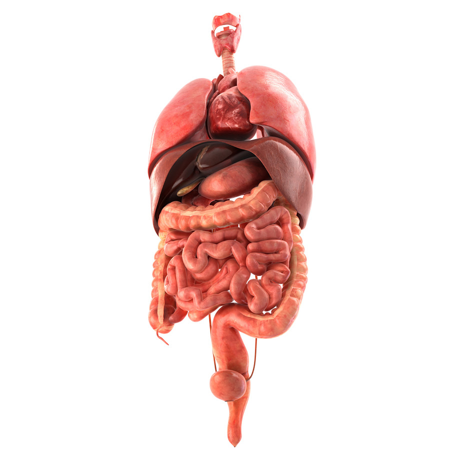 Human internal organs in People - product preview 2