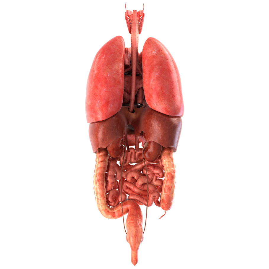 Human internal organs in People - product preview 3