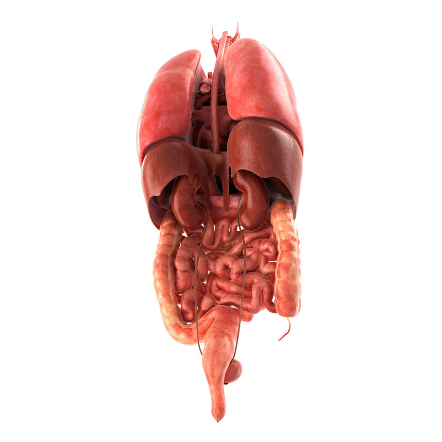 Human internal organs in People - product preview 5