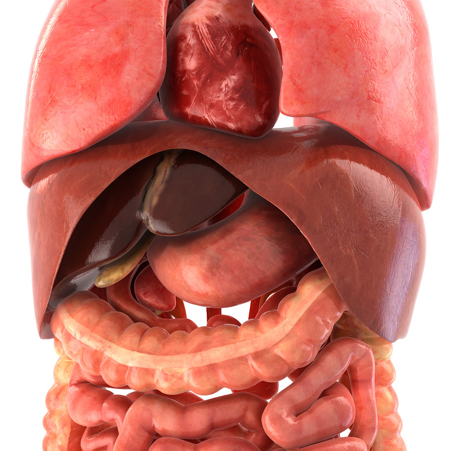 Human internal organs in People - product preview 11