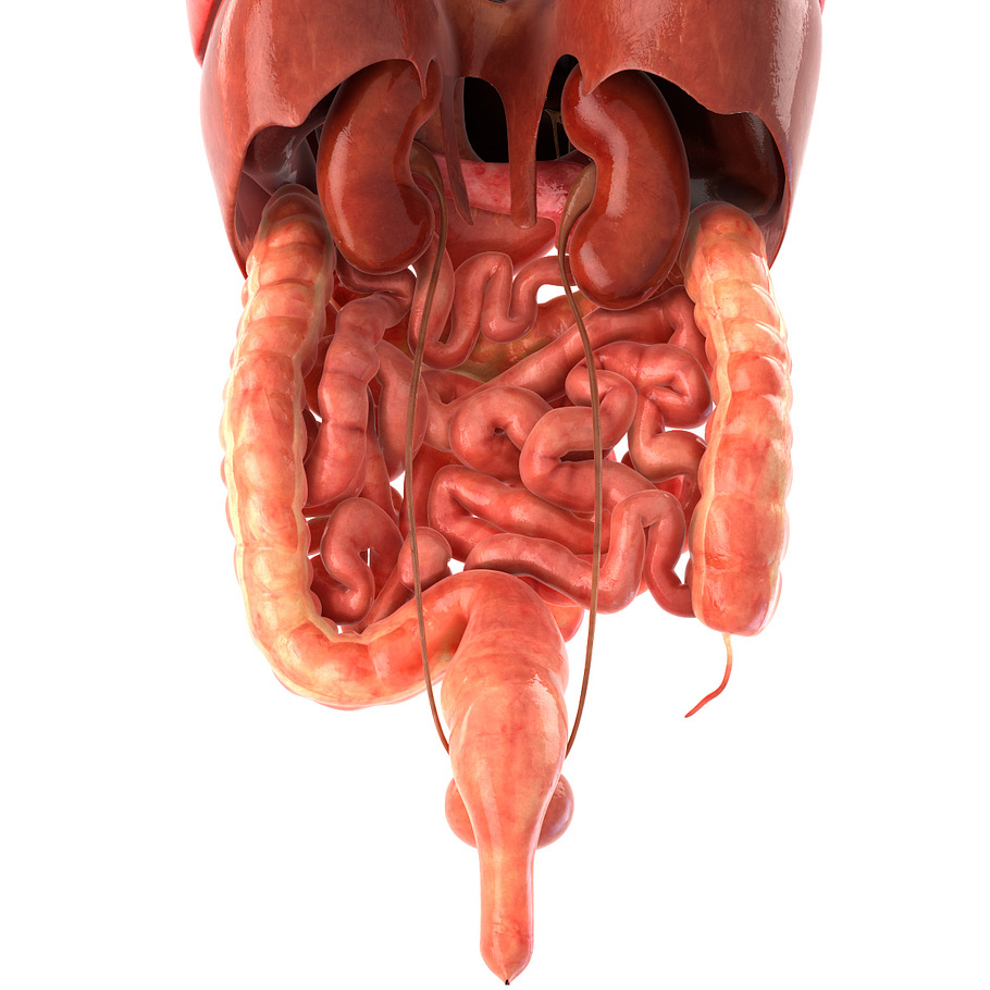 Human internal organs in People - product preview 14