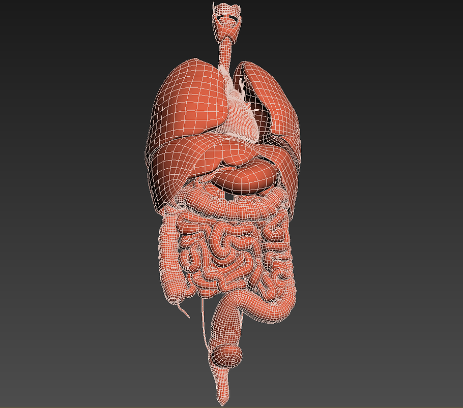 Human internal organs in People - product preview 38