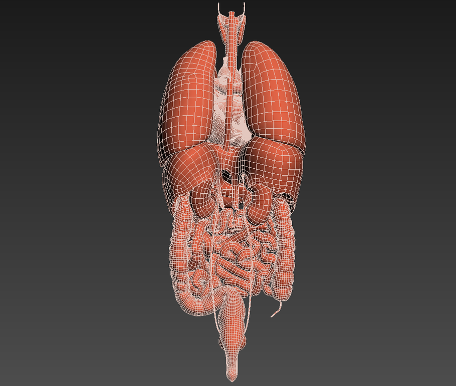 Human internal organs in People - product preview 44