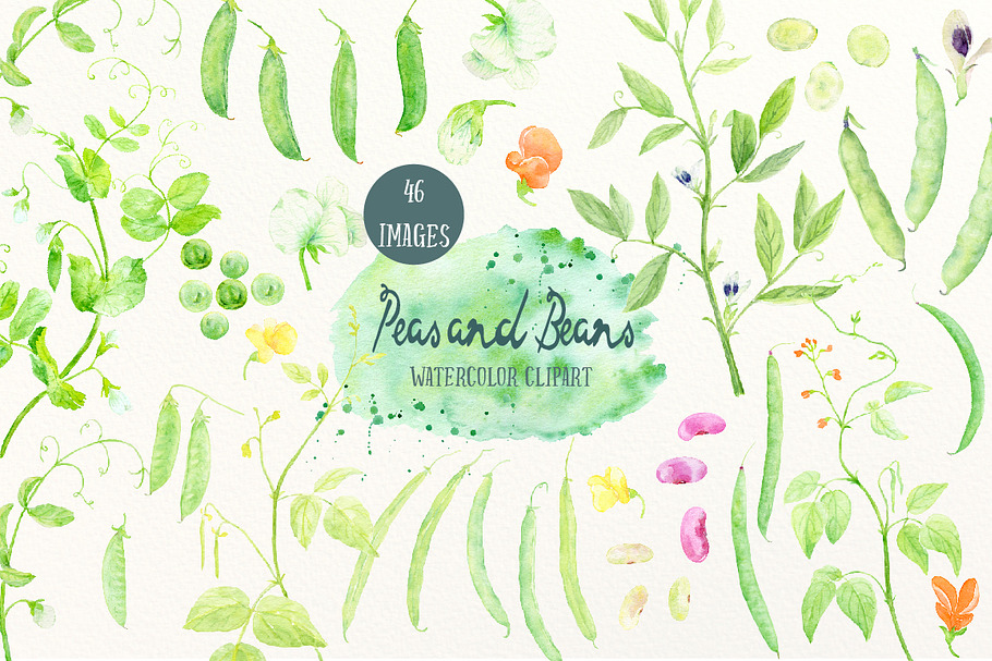 Watercolor Clipart Peas and Beans in Illustrations - product preview 8