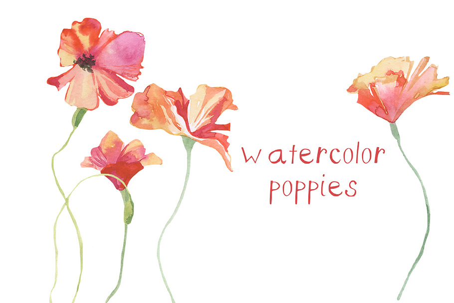 Watercolor Poppies Illustration