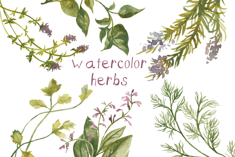 Watercolor Herbs Illustration
